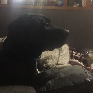 Meet your Posher, Kyra